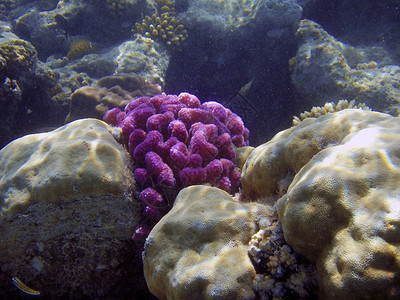 美丽的珊瑚礁关闭了水下摄影业 笑声 水肺潜水假期高清图片素材
