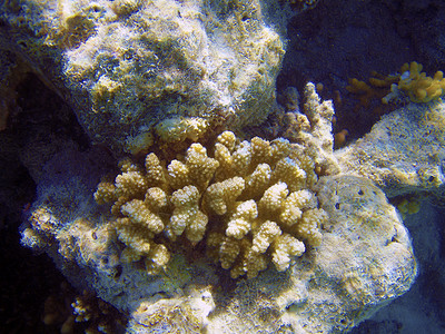 珊瑚礁关闭了水下摄影设施埃及高清图片素材