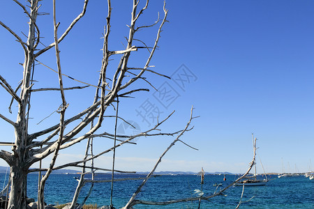 地中海蓝海枯草树枝图片