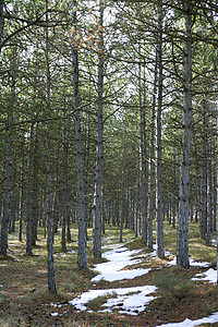 松树林中的雪轨图片