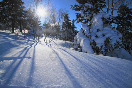 滑雪运行 日本 蓝色的 冰 八幡平 粉雪 阳光 冬天 雪原背景