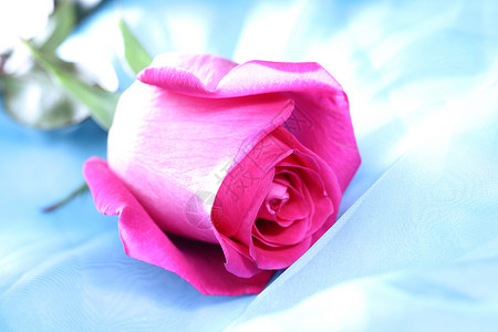 粉红玫瑰花 情人节 美丽的 植物群 花瓣 宏观 开花 芽 盛开背景图片