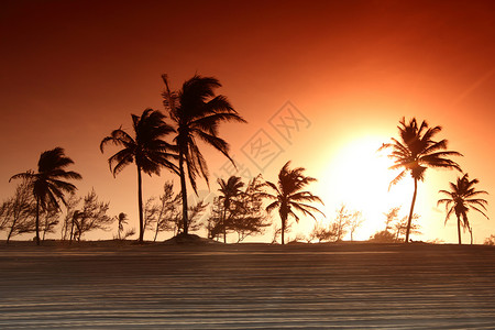日出棕榈 阳光 太阳 天 日落 美丽的 场景图片