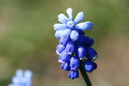 紫色的蓝色小花活泼白色的高清图片