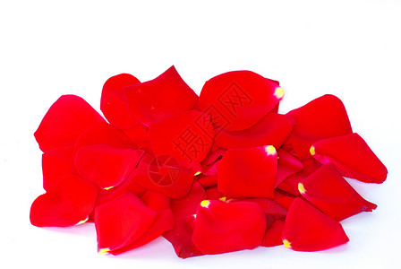 玫瑰花瓣 婚姻 红色的 情人节 花的 自然背景图片