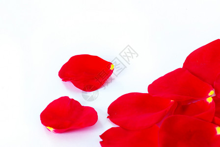 玫瑰花瓣 自然 柔软的 情人节 花的 庆祝 庆典背景图片