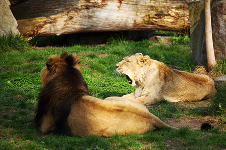 狮子狮 环境 动物园 荒野 猎人 食肉动物 捕食者 打猎 豹属 男性图片