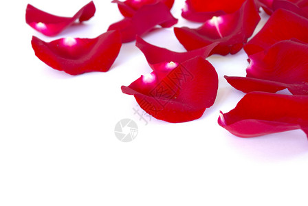 花瓣 情人节 花的 柔软的 婚姻 假期 红色的 宏观背景图片