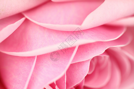 粉红玫瑰花 工作室 魅力 夏天 卡片 芽 情人节 柔和的背景图片