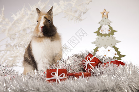 带圣诞兔子 婴儿 假期 庆典 礼物 啮齿动物 自然背景图片