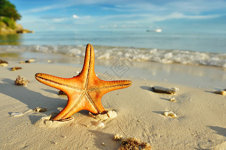 阿玛菲海岸海星在海滩上 薄荷岛 天空 旅行 热带 菲律宾背景