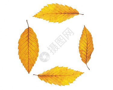 秋叶树叶背景 植物学 季节 森林 明信片 植物 金的图片