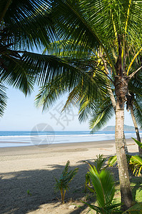 外来海滩 杰科 棕榈树 假期 海岸线 海洋背景图片