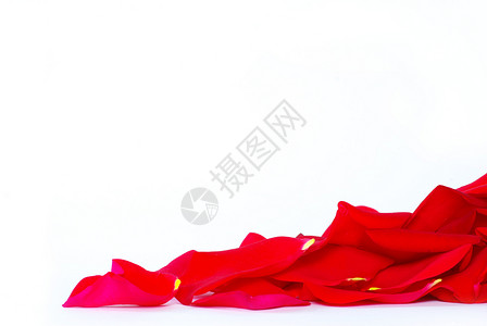 玫瑰花瓣 红色的 假期 婚姻 柔软的 情人节 庆典背景图片