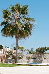 游泳池附近的棕榈树别墅高清图片素材