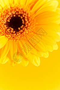 精美的雪贝拉 植物学 甘菊 假期 夏天 爱 花瓣背景图片