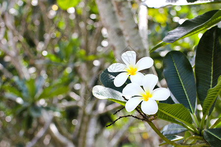 热带花朵的支部 管道 泰国 开花 树 白色的 花园背景图片
