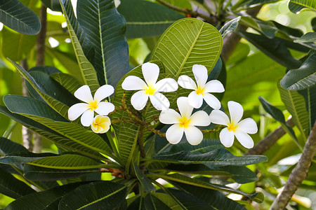 热带花朵的支部 管道 树 鸡蛋花 泰国 自然 季节性的背景图片