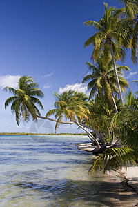 库克岛热带度假   库克群岛 波利尼西亚 棕榈树 天堂背景