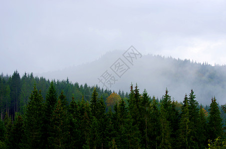 山上夏日清晨的福吉 喀尔巴阡山脉 乌克兰 花的 薄雾爬坡道高清图片素材
