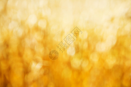 黄金丁基 化 夏天 野花 灯 黄色的 明亮地 闪亮的背景图片