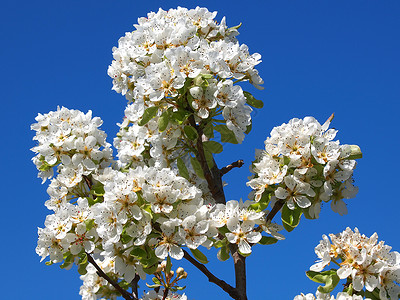 果花 冬天 叶子 樱桃 自然 以色列 绽放 苹果 花园背景图片