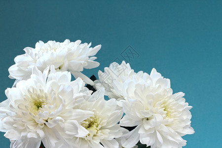 菊花 自然 蓝色的 美丽 卡片 花束 雏菊图片