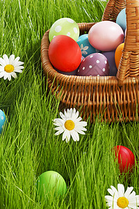 东方鸡蛋篮 花 展示 卡片 自然 洋甘菊 绿色的 春天背景图片
