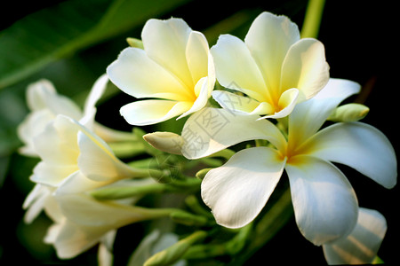 热带花朵的支部 管道 花的 菲律宾语 加勒比 开花背景图片