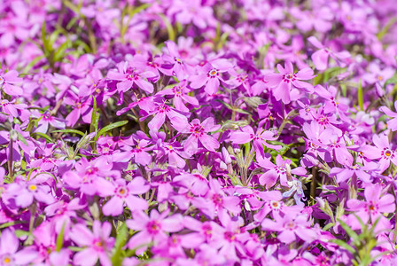 色彩多彩的紫色花朵 背景图片