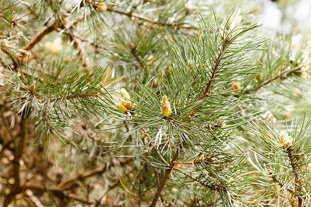 松树分支 季节 冷杉 云杉 圣诞节 针叶树 雪松 松果背景图片