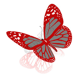 美丽蝴蝶 动物 庆典 春天 展示 独家的 五颜六色的蝴蝶 昆虫 收藏背景图片