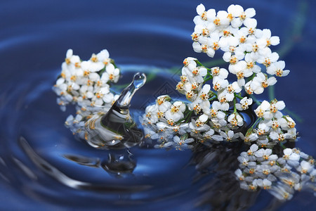 水上花朵 浪漫 雏菊 静物 前夕背景图片