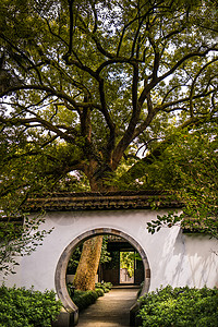 杭州市 树 西湖 中国 植物 石头 反射背景图片