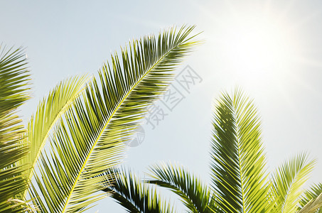 夏季棕榈背景图片