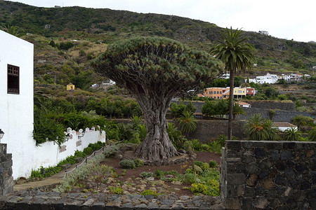 龙树葡萄酒 自然 假期 西班牙 古老的 洛斯维诺斯 岛图片