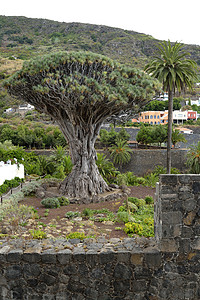 龙树葡萄酒 金丝雀 老的 古老的 特内里费岛 西班牙 岛图片