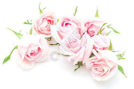 粉红玫瑰花 自然 美丽的 白色的 盛开 美丽 周年纪念日背景图片