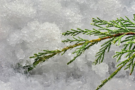 Juniperus支部背景图片