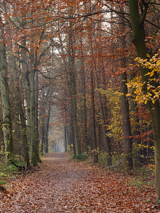 森林的秋天背景图片