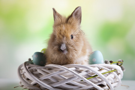 欢乐的复活节快乐 小兔子宝宝 春天多彩明亮的主题 宠物 婴儿背景图片