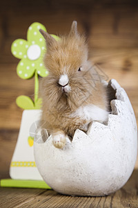 欢乐的复活节快乐 小兔子宝宝 春天多彩明亮的主题 有趣的 柔软的背景图片