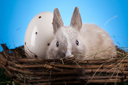 复活节兔子 春季多彩的亮光主题 假期 复活节快乐 可爱的背景图片