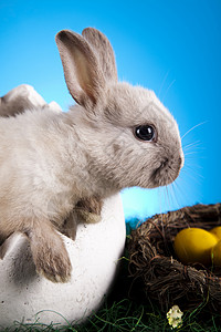 欢乐的复活节快乐 小兔子宝宝 春天多彩明亮的主题 绿色的 假期背景图片
