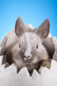 欢乐的复活节快乐 小兔子宝宝 春天多彩明亮的主题 有趣的 野兔背景图片