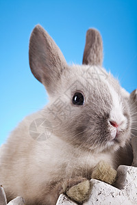 欢乐的复活节快乐 小兔子宝宝 春天多彩明亮的主题 假期 婴儿背景图片