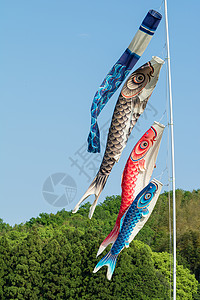 鲤鱼旗男孩节的鱼旗背景