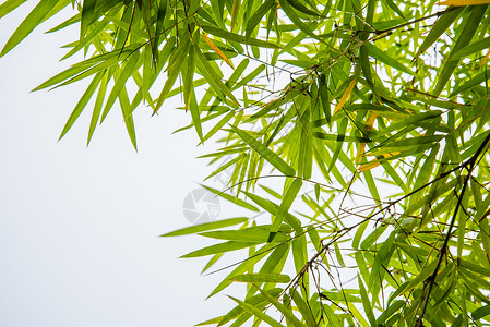 竹叶叶 草 生活 健康 季节 树叶 天空 场地 银杏图片