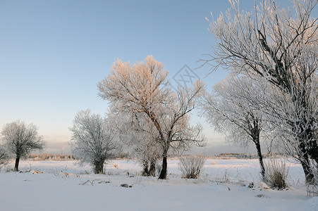 寒冷的一天 风景优美的 森林 雪 公园 天气 下雪的 蓝色的冰冷的高清图片素材