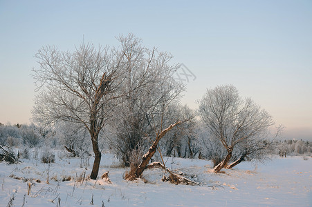 寒冷的一天 下雪的 蓝色的 木头 天空 覆盖 户外的 树冰高清图片素材
